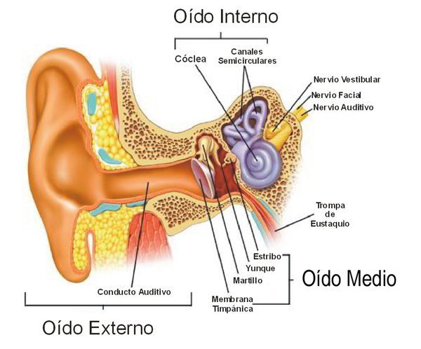 Sistema auditivo humano, partes del oído
