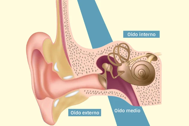 Ubicación del oído interno, el posible origen del Sindrome de Ménière